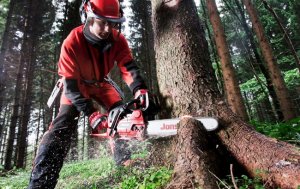 Forestazione categoria